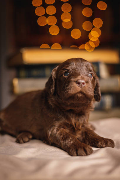 istock Vertical shot of a laying dog 1454142847