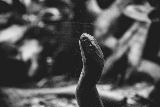 istock Grayscale shot of a snake moving verticall 1454142889