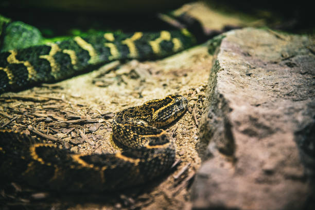 istock Selective focus shot of a snake slithering on the ground 1454142896