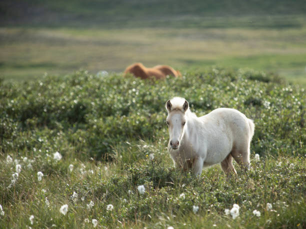 istock Horses in the mountains in Iceland 1454143002