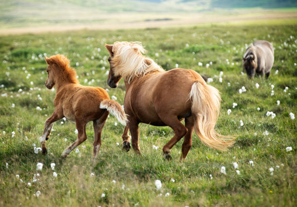 Horses in the mountains in Iceland The horses in the mountains in Iceland lindsay stock pictures, royalty-free photos & images