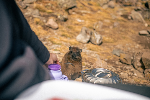 Small Rock Hyrax (Procavia capensis) near the male with a fork in the forest on a sunny day
