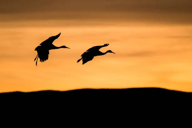 The silhouettes of two storks flying at sunset