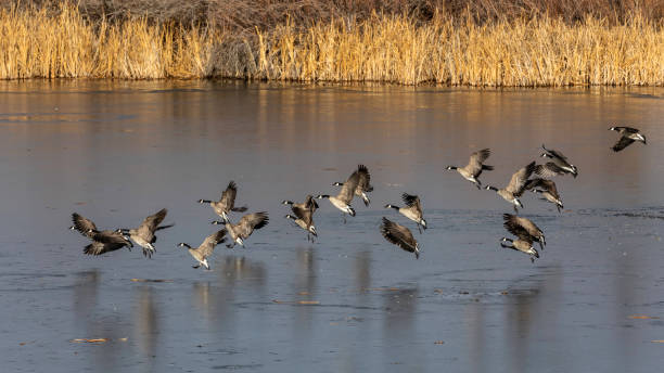 istock Group of ducks landing on the pond 1454143350