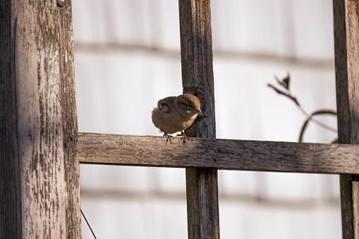 istock Shallow focus shot of a sparrow perched on the wooden fence 1454143520
