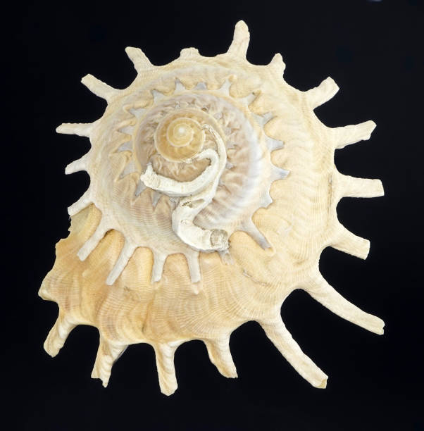 istock Closeup shot of a shell on the black background 1454143527
