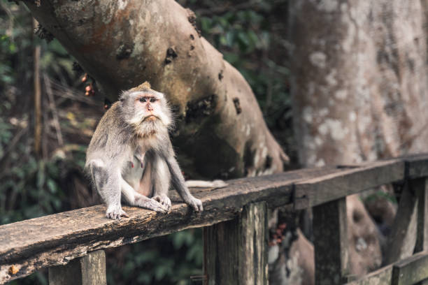 istock Macaque monkey on a wooden fence in a park 1454143555
