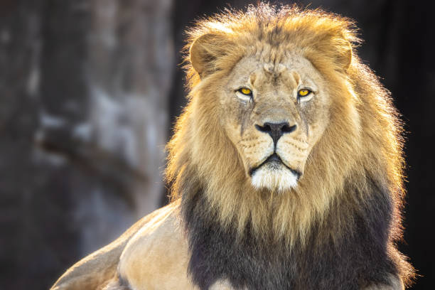 istock Fierce-looking male lion looking at something against a blurred background 1454143575