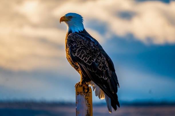 istock Closeup shot of a Bald eagle 1454143640