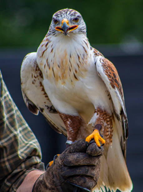 istock Selective focus shot of a falcon perched on a man's hand 1454143670
