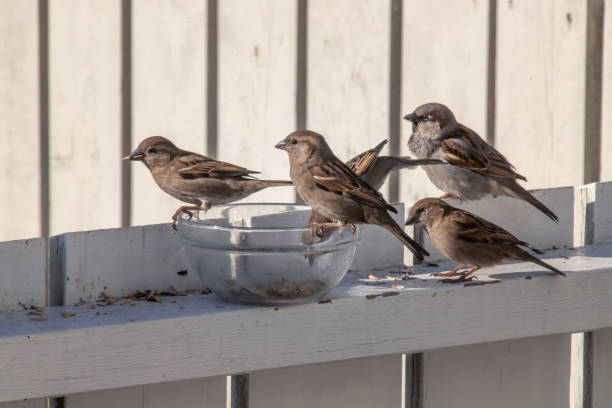 istock Closeup shot of sparrows during the daytime 1454143682