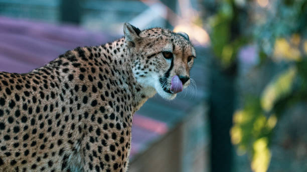 istock Guepardo mirando a camara. Cheetah looking at the camera 1454144272
