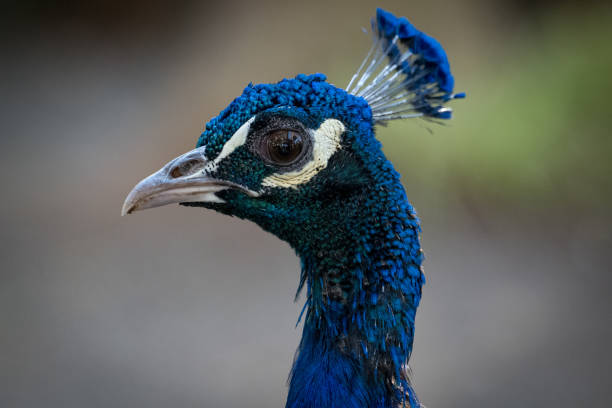 istock Pavo real. Blue Turkey 1454144274