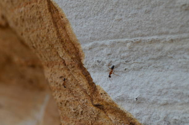 A closeup shot of a small ant crawling on a stone surface