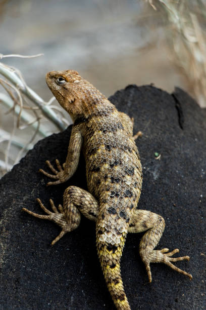 istock Vertical shot of a lizard crawling on a black surface outdoors 1454144336