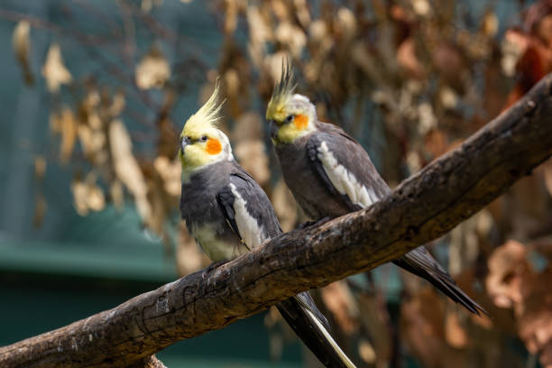 Pair of Cockatiel birds perched on a tree branch