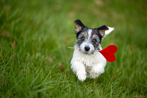 Small Romantic Valentine Dog . Cute Jack Russell Terrier doggy carrying a red heart over a grenn meadow and is looking up