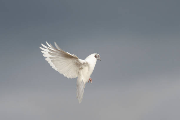 istock white dove spreading its wings flies on a gray sky 1454144731