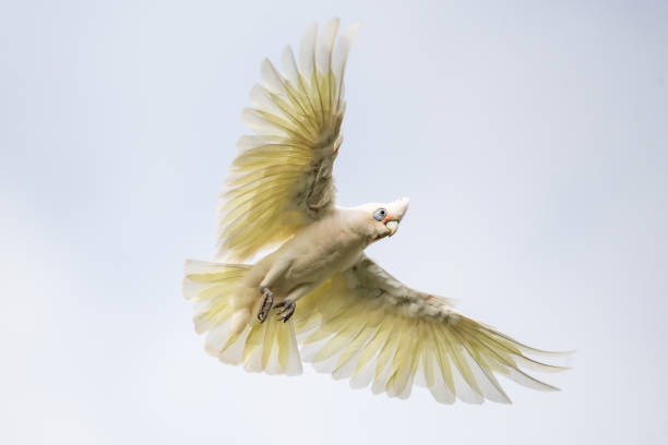 istock Cockatoo on a branch 1454144835