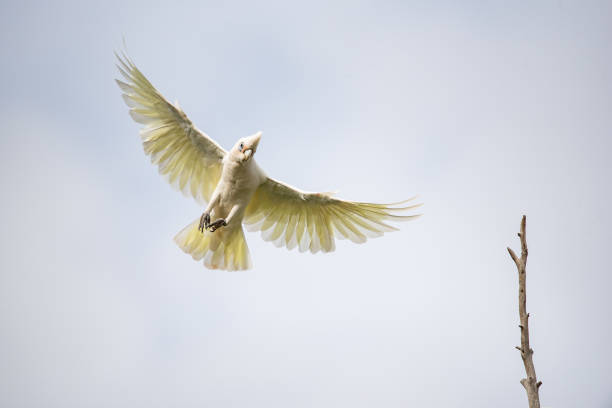 istock Cockatoo on a branch 1454144864