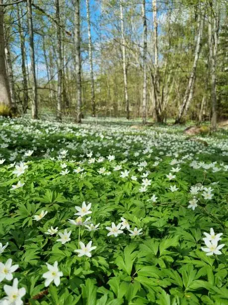 Wood Anemones from south of Sweden