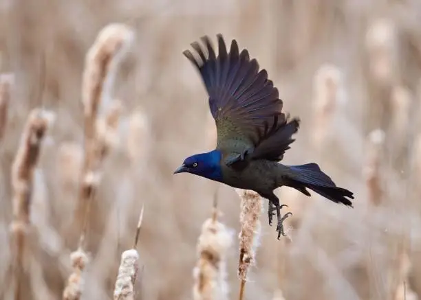 Photo of Closeup shot of a common grackle bird flying over a rural field