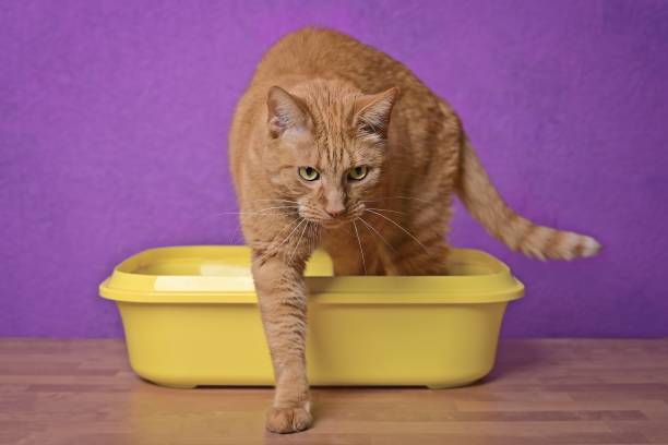 istock Funny red at going out of a yellow Litter box. horizontal image with selective focus. 1454147229