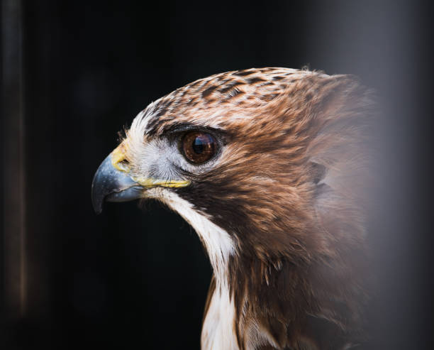 istock Closeup shot of a hawk head 1454147273