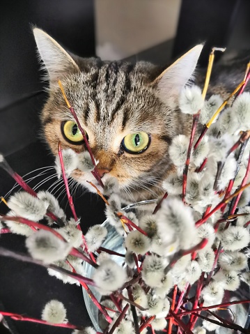Cat, pussy-willow, eyes