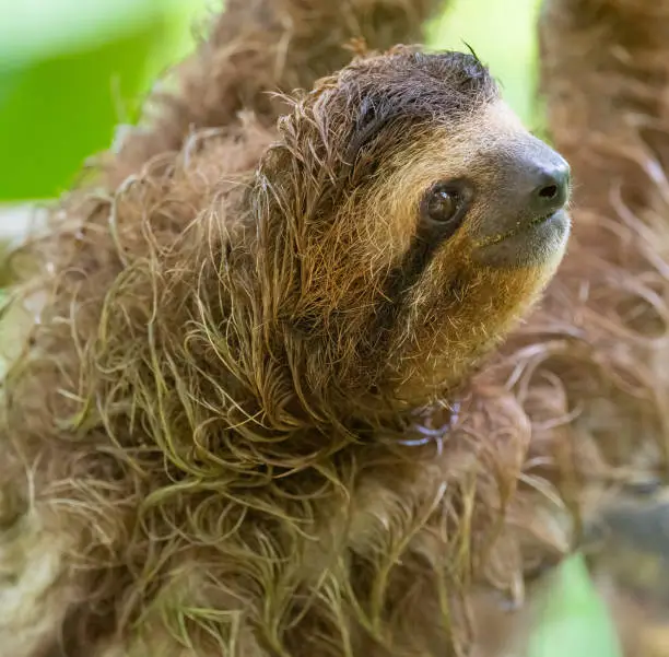 A selective closeup of a cute sloth hanging on a tree