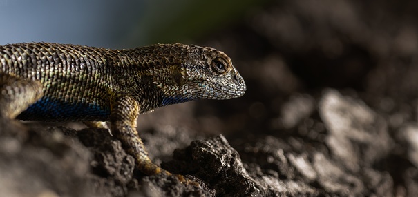 A Western Fence Lizard gripping onto a tree at Descanso Gardens in California