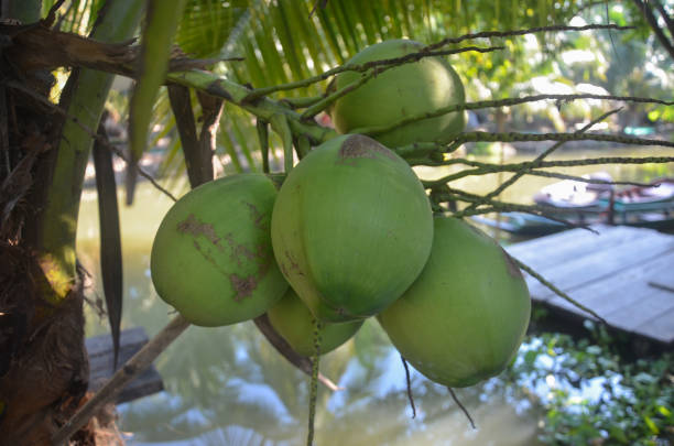 Closeup green coconut fruit on the natural tree at garden