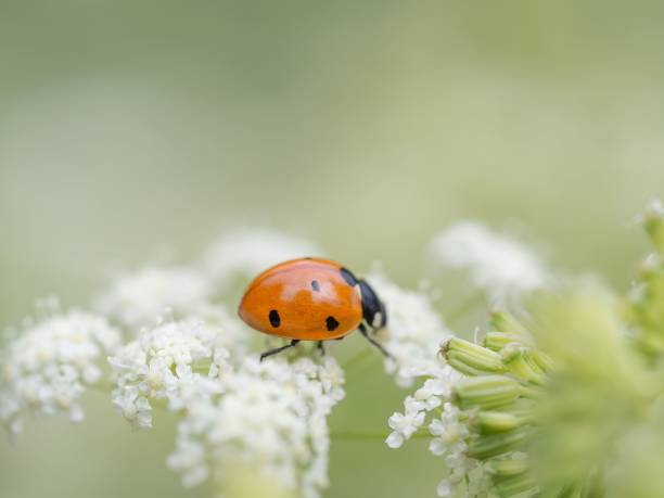 istock Closeup shot of a small red beetle ladybug on a white flower 1454150176