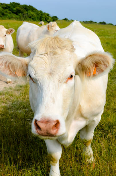 istock Young Charolais beef or cow raised for meat 1454150591