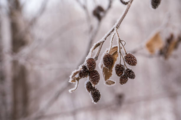 istock dry seeds in frost 1454151244