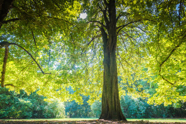 istock Low angle closeup of the wide branches of a tree 1454151509