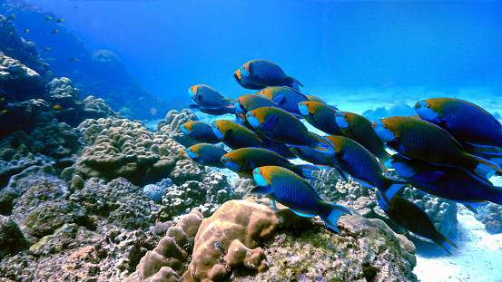 Underwater photo from a scuba dive in tropical waters