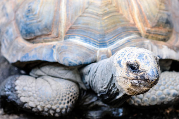 Pretty close-up portrait of a Galapagos tortoise