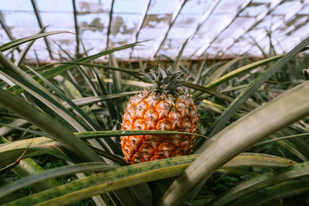 Close up of organic sweet pineapple. Traditional pineapple plantation in Sao Miguel island, Azores, Portugal stock photo