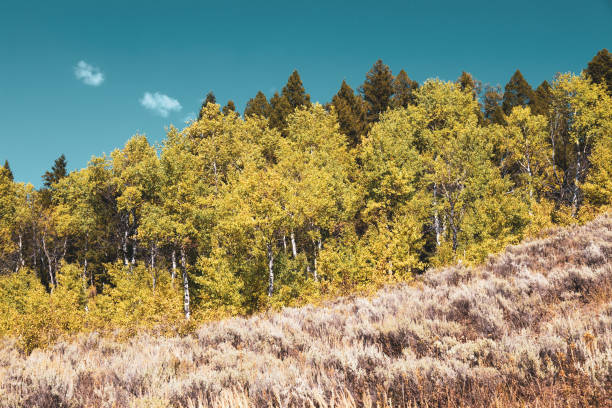 A bright green forest on a mountainside in Montana