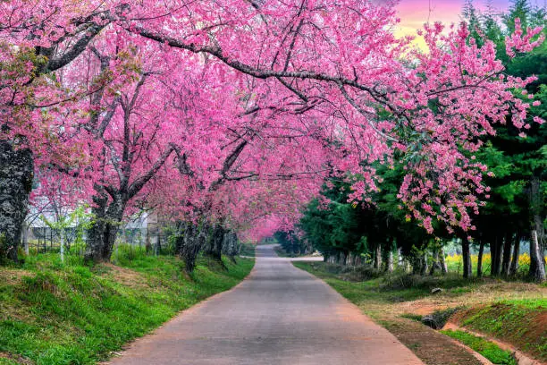 Photo of Row of Cherry blossoms in Chiang mai, Thailand.