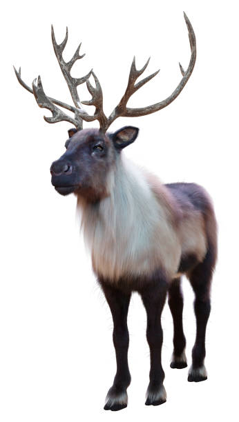 istock 3D Rendering Male Rendeer on White 1454153275
