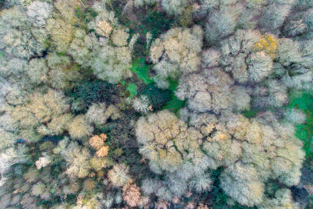 istock aerial view of a winter deciduous forest 1454153541