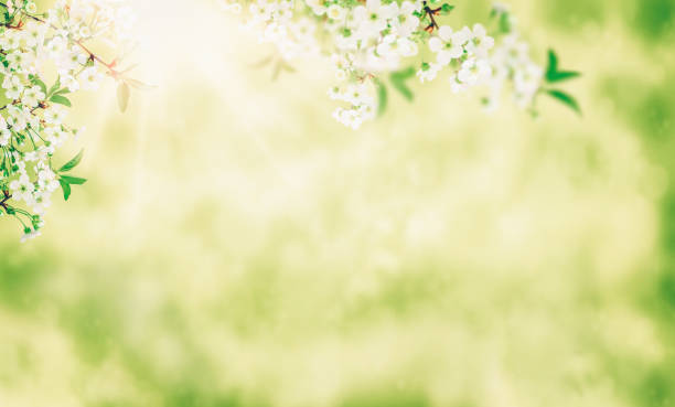 istock Spring cherry blossom,  sakura flower blooming on springtime. banner for Spring or Summer sale. 1454154052