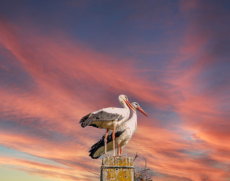 pair of storks on the pole on sunset