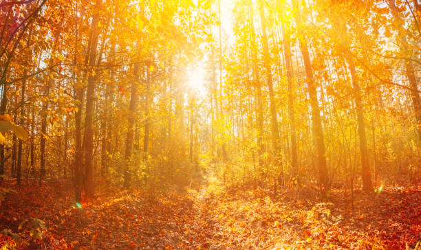 istock Rich And Saturation Colors. Bright Autumn Forest During Beautiful Sunset Evening. Sun Sunlight Through Woods And Trees In Autumn Forest Landscape. Sunbeams In Autumn Forest. Happy Autumn Season 1454154236