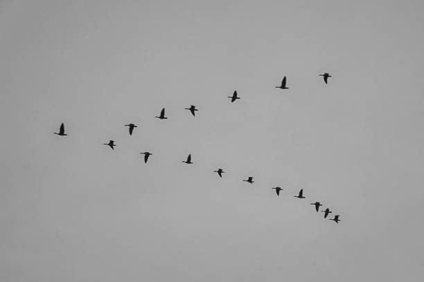 istock Cranes moving in formation in the sky. Migratory birds on the Darss. 1454154886