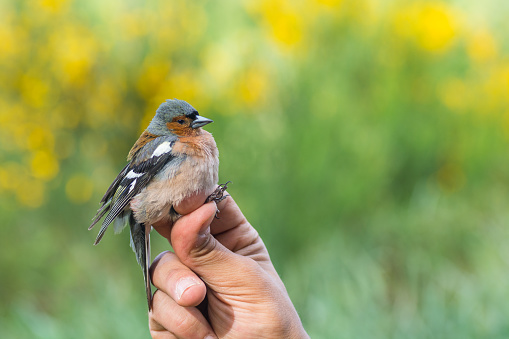 A scientist holding a male common chaffinch