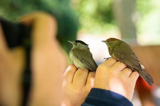 A selective focus shot of scientists holding a male and a female Eurasian blackcap