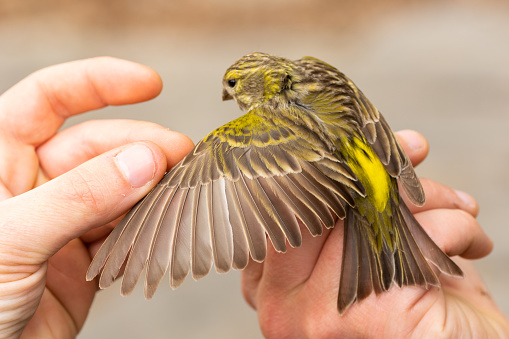 A scientist holding a male European serin and checking its age by a wing